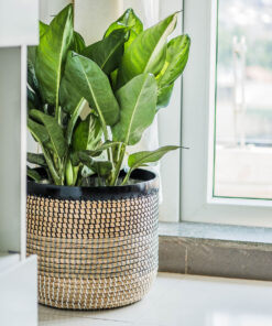 Seagrass Basket Weaved With Plastic String And Bamboo SGNB 09 16 004 01