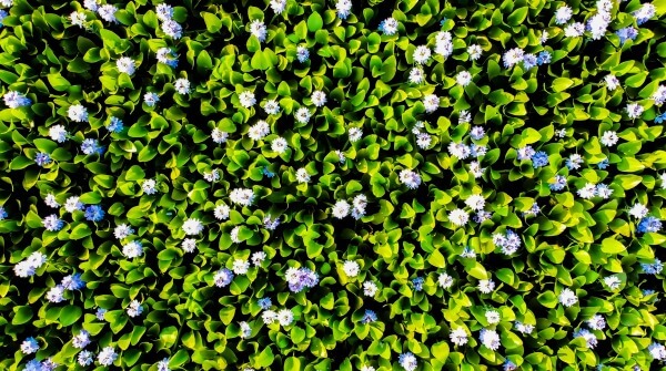 natural water hyacinth
