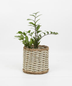 Seagrass planter 2