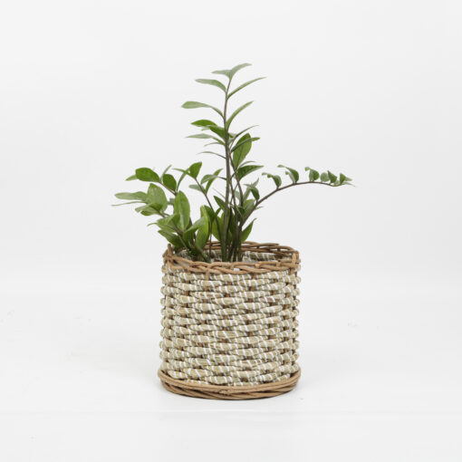 Seagrass planter 2