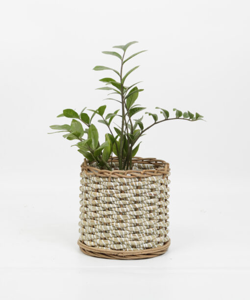 Seagrass planter 2