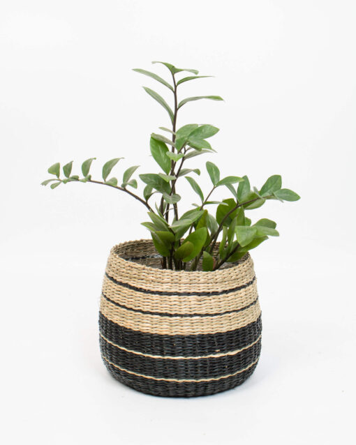 20cm-plant-pot-indoor-3