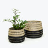 Shop Wholesale Natural Seagrass Plant Basket Flower basket with nylon liner for indoor garden, home, office and HORECA décor. Ideal for plant and flower pots. We welcome bulk orders, OEM/ODM collaborations, and private label projects for retailers, wholesalers, sourcing agents, and HORECA buyers.