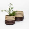 Set 2 Striped Seagrass 20cm Plant