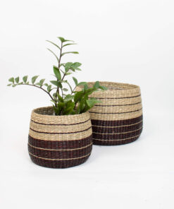 Set 2 Striped Seagrass 20cm Plant