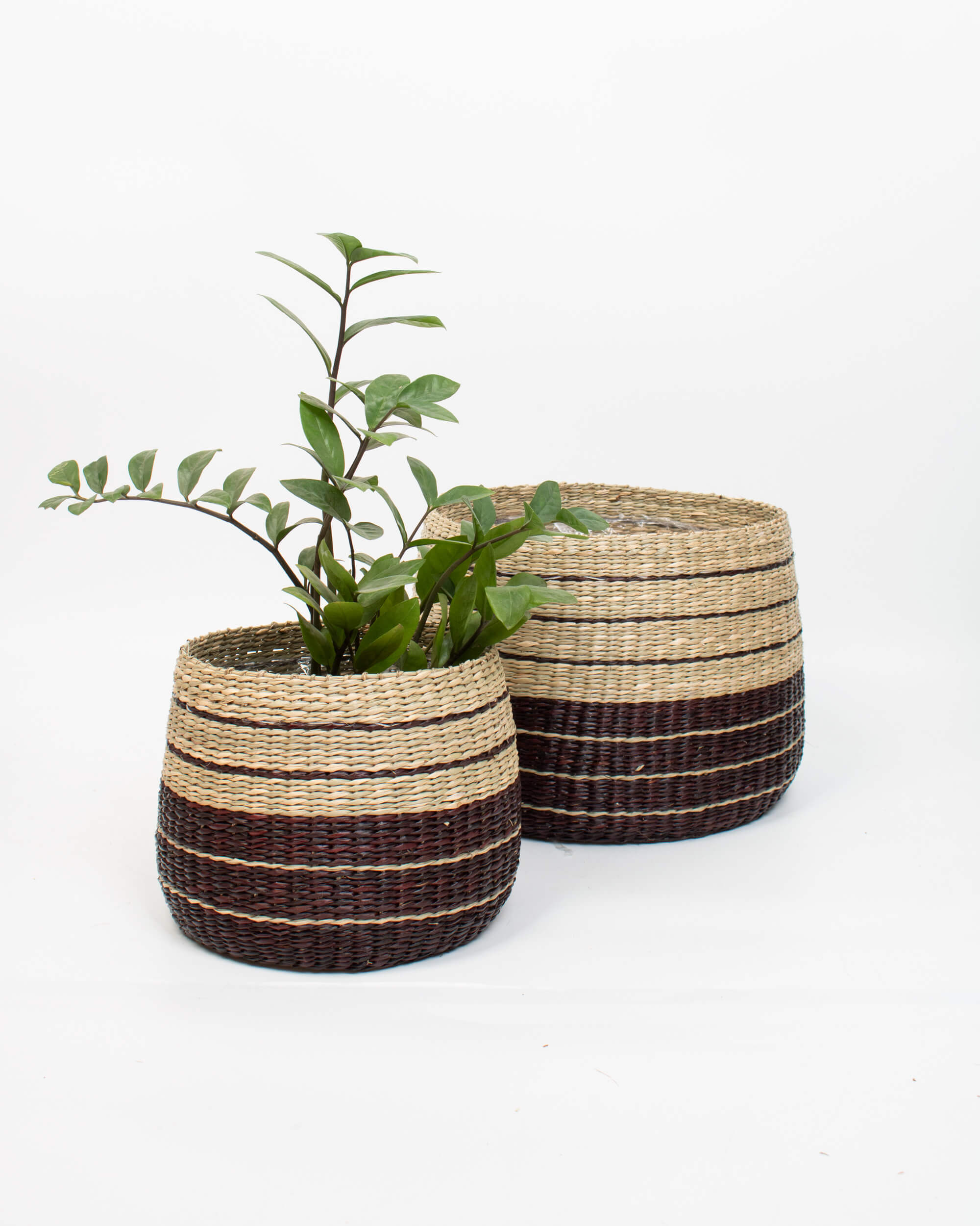 Set 2 Striped Seagrass 20cm Plant