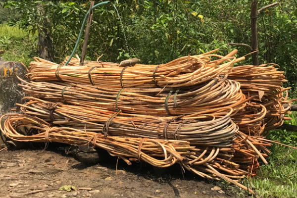 Rattan is a fast-growing, renewable palm that grows in the tropical regions. 
(Photo credit: Danviet.vn)