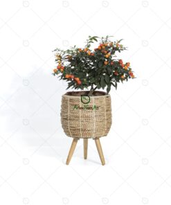 Banana Plant Pot with Stand