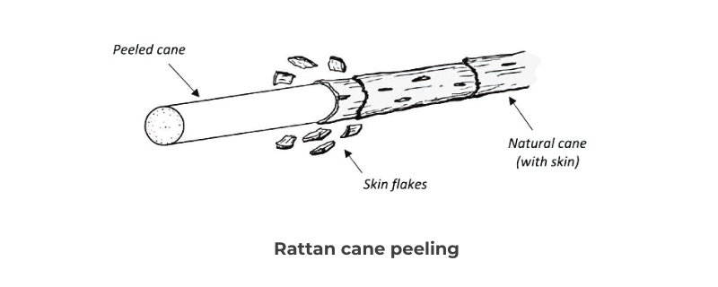Rattan vs wicker: Illustration about rattan cane, peeled cane and skin
