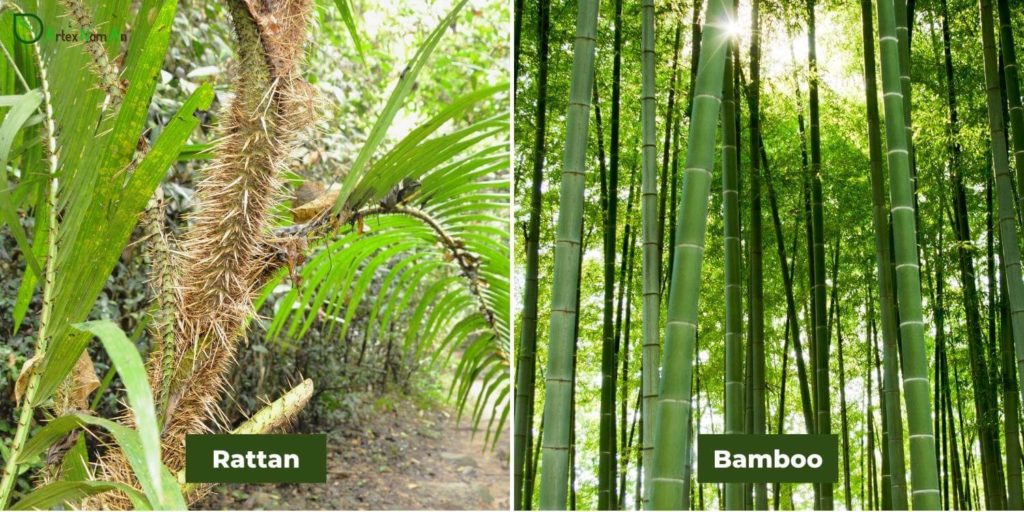 Rattan cane vs Bamboo - Differences in natural appearances