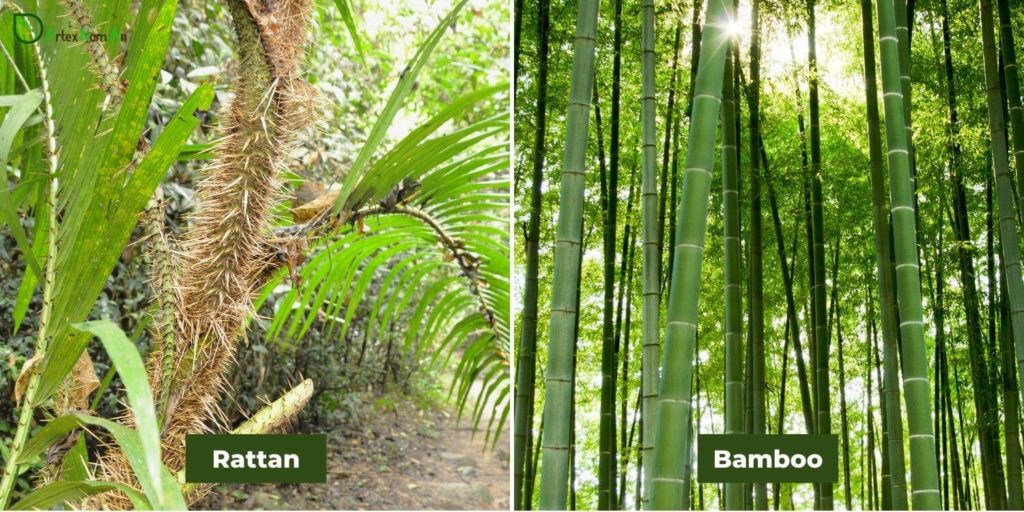 Top Differences Between Cane Vs Bamboo In Home Industry