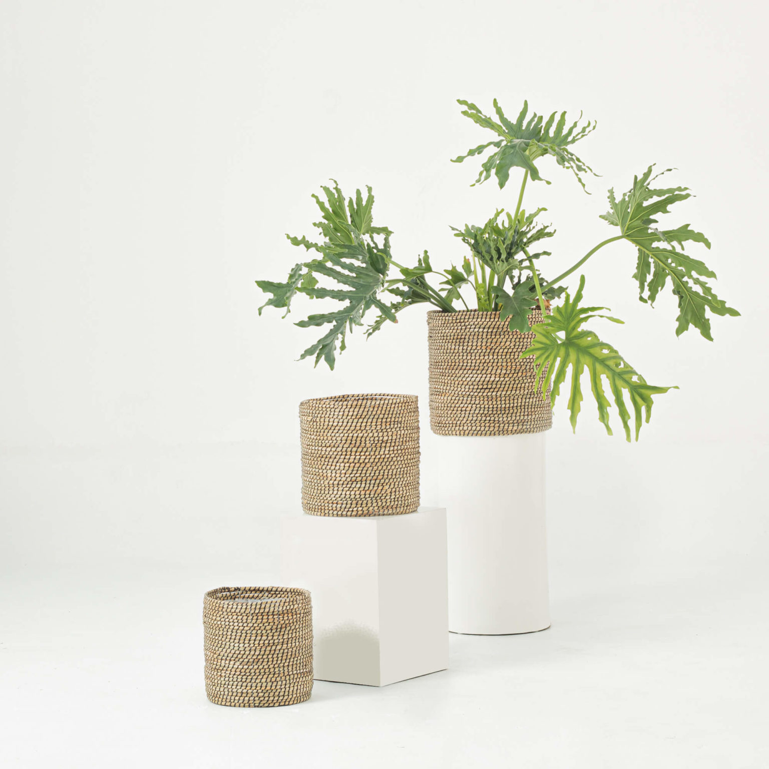 Seagrass indoor planter
