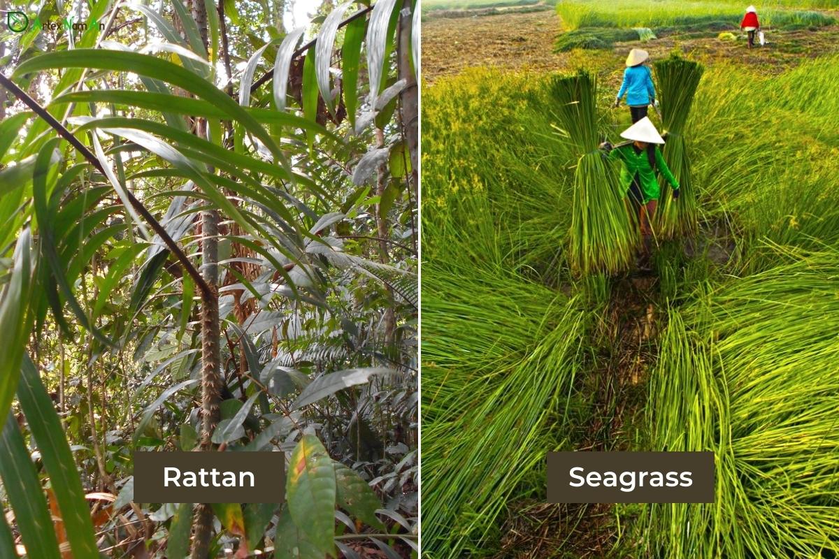 How Different Are Rattan Vs Seagrass In Wholesale Home Accent?