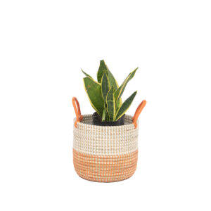 Coiled Seagrass Wicker Pots For Plants Wholesale