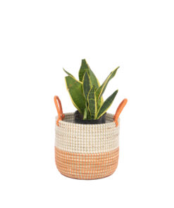 Coiled Seagrass Wicker Pots For Plants Wholesale