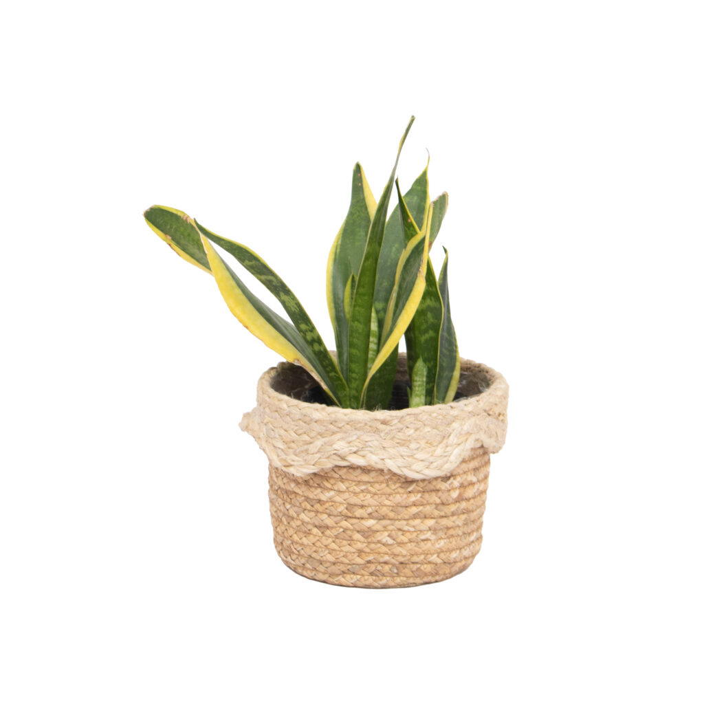 Wholesale Natural Water Hyacinth Plant Basket with Jute Scallop Rim Detail - Artex Nam An