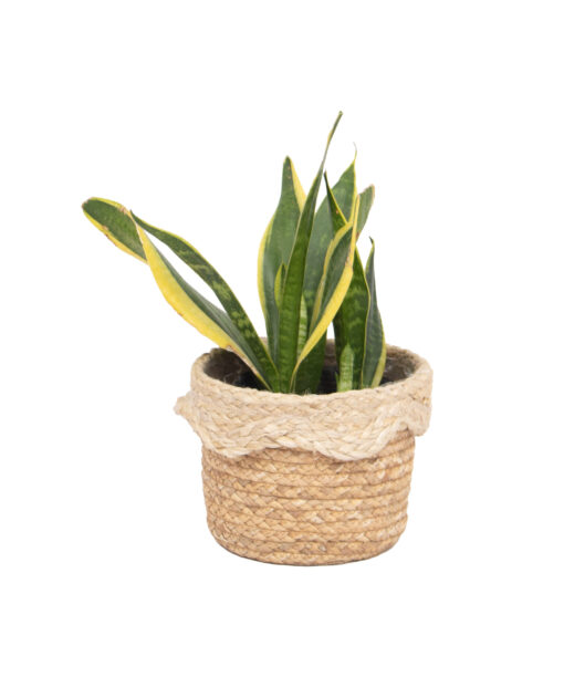 Braided Water Hyacinth Jute Scandinavian Planters Bulk