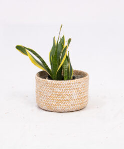 Woven Bamboo Plant Pots Indoor Wholesale