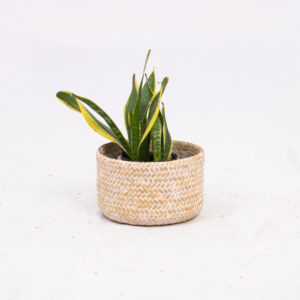 Woven Bamboo Plant Pots Indoor Wholesale