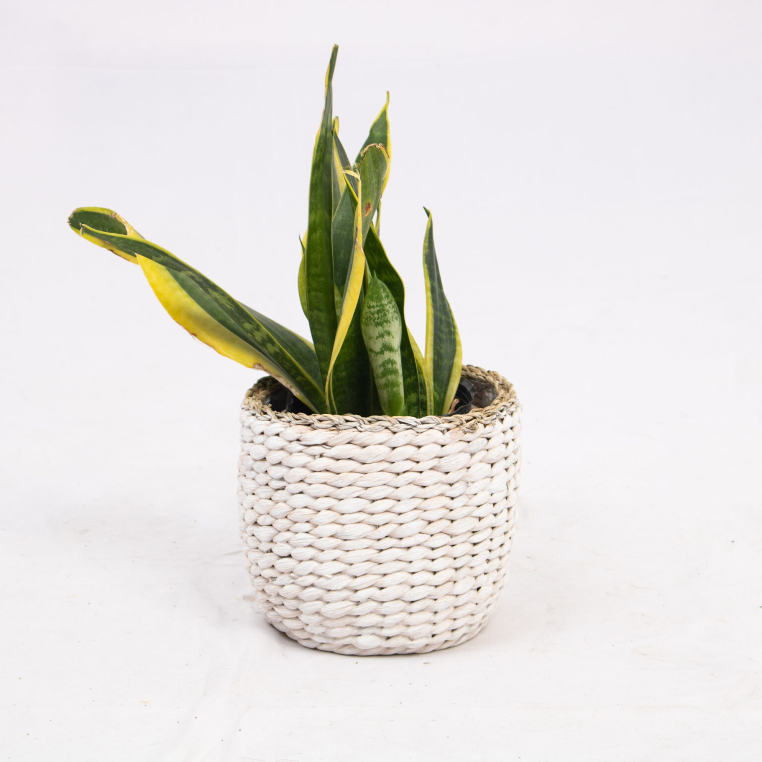White Water Hyacinth Indoor Wicker Planter Wholesale