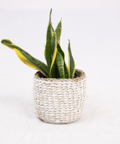 White Water Hyacinth Indoor Wicker Planter Wholesale