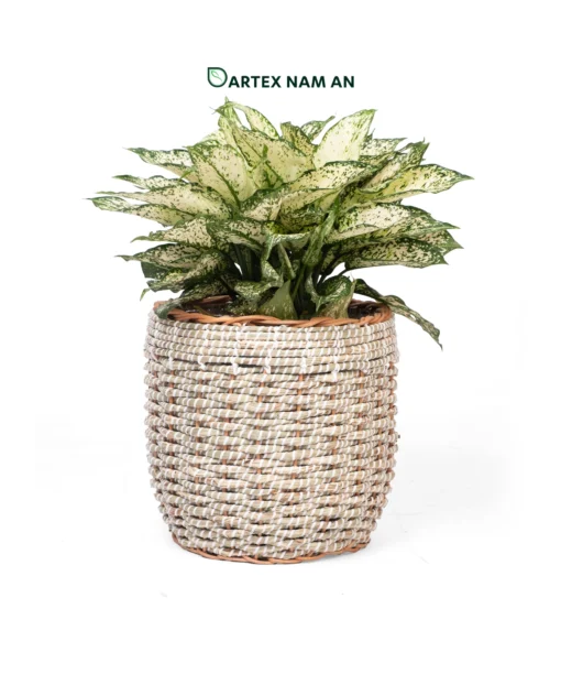 Wholesale Planter made from seagrass and rattan core for indoor gardens and modern interiors. Ideal for contemporary, midcentury, modern and Japandi style homes, HORECA spaces and retail décor. We welcome bulk orders, OEM or ODM collaborations and private label projects for retailers, wholesalers, sourcing agents and HORECA buyers.